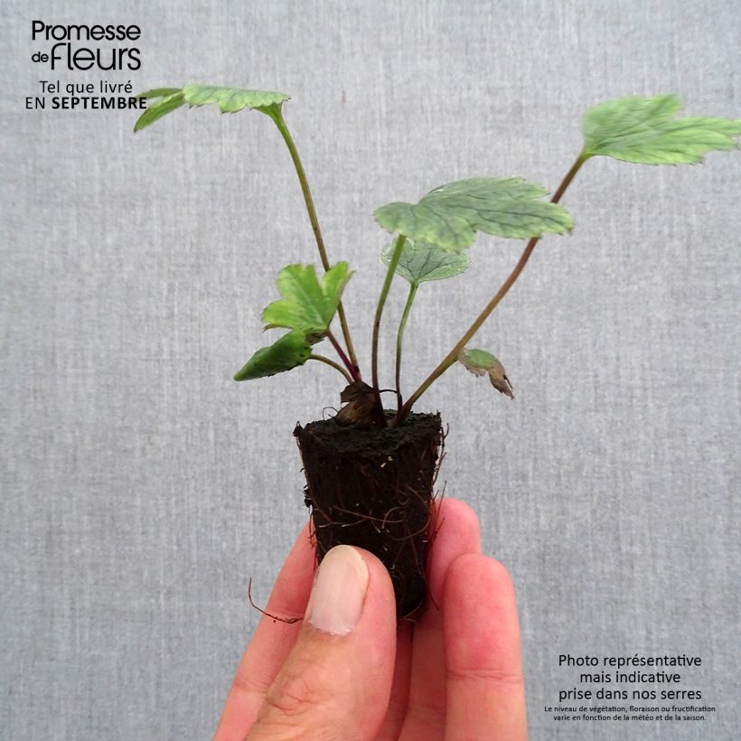 Spécimen de Anémone japonaise Wild Swan Mini-motte Ø 3/4 cm tel que livré en automne