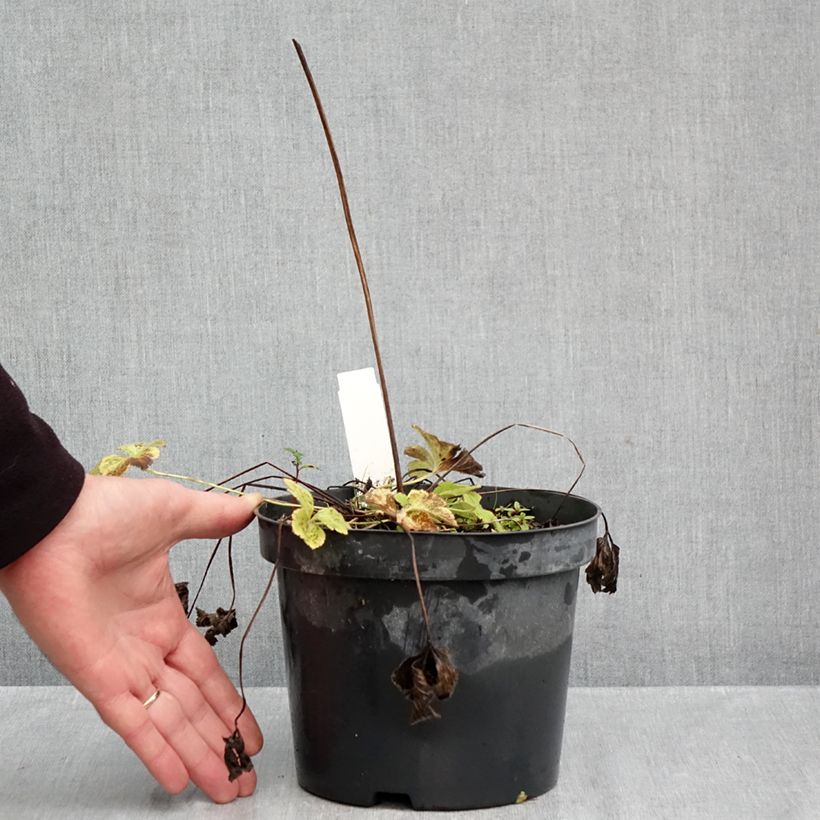 Spécimen de Anemone leveillei Pot de 2L/3L tel que livré en automne