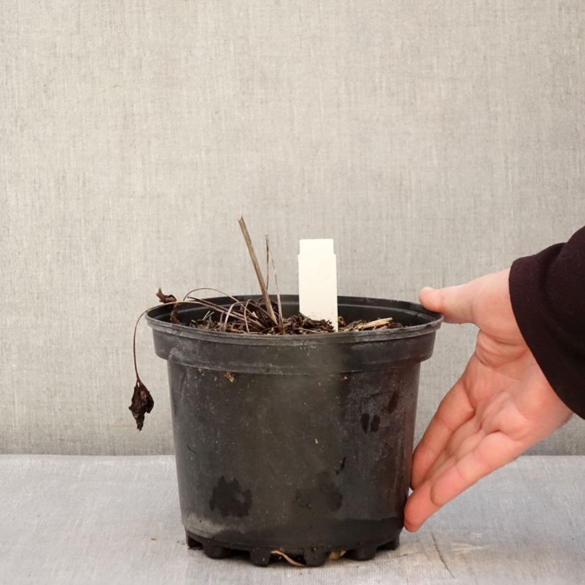 Example of Anemone leveillei Pot de 2L/3L as you get in hiver