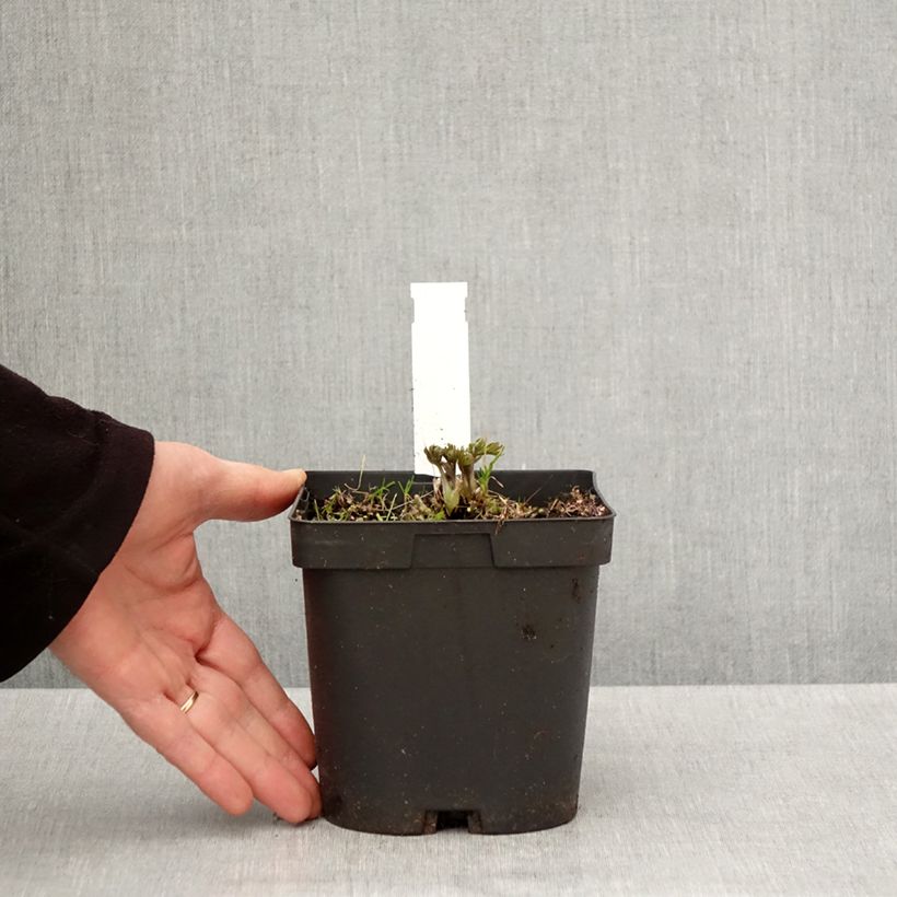 Spécimen de Anemone multifida Rubra - Anémone multifide Pot de 2L/3L tel que livré au printemps