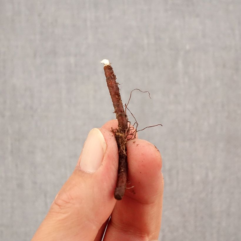Spécimen de Anemone nemorosa - Anémone des bois Bulbe calibre I tel que livré en automne
