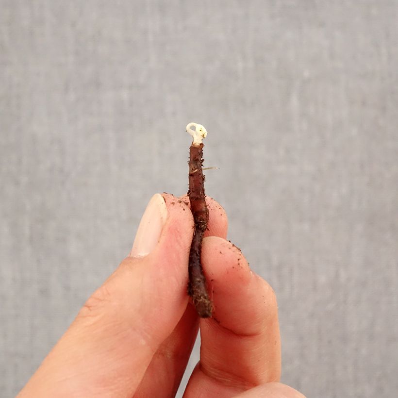 Example of Anemone nemorosa Blue Eyes - Anémone des bois Bulbe calibre I as you get in automne