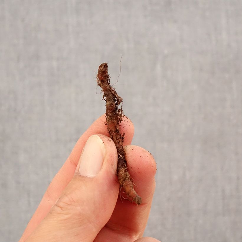 Spécimen de Anemone nemorosa Leeds' Variety - Anémone des bois Bulbe calibre I tel que livré en automne