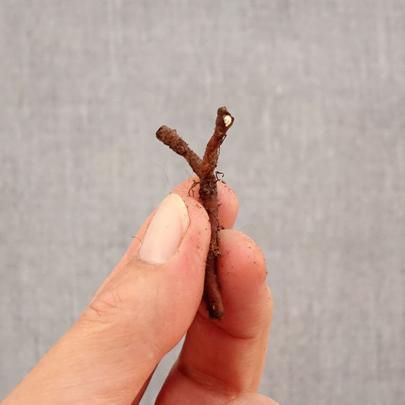 Example of Anemone nemorosa Lychette - Anémone des bois Bulbe calibre I as you get in automne