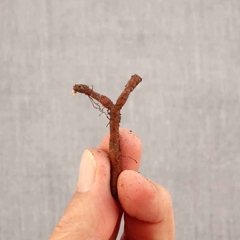 Example of Anemone nemorosa Robinsoniana - Anémone des bois Bulbe calibre I as you get in automne