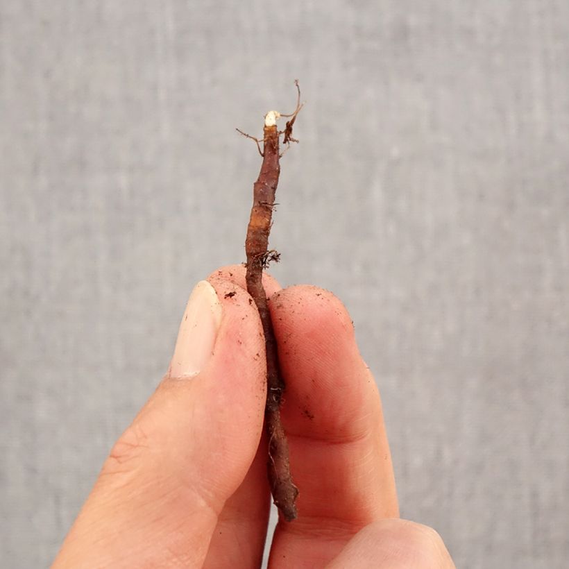 Spécimen de Anémone nemorosa Vestal - Anémone des bois Bulbe calibre I tel que livré en automne