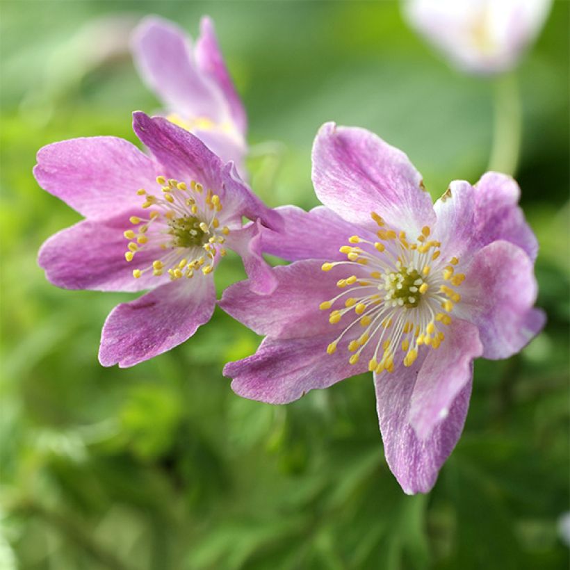 Anemone nemorosa Westwell Pink - Anémone des bois (Flowering)