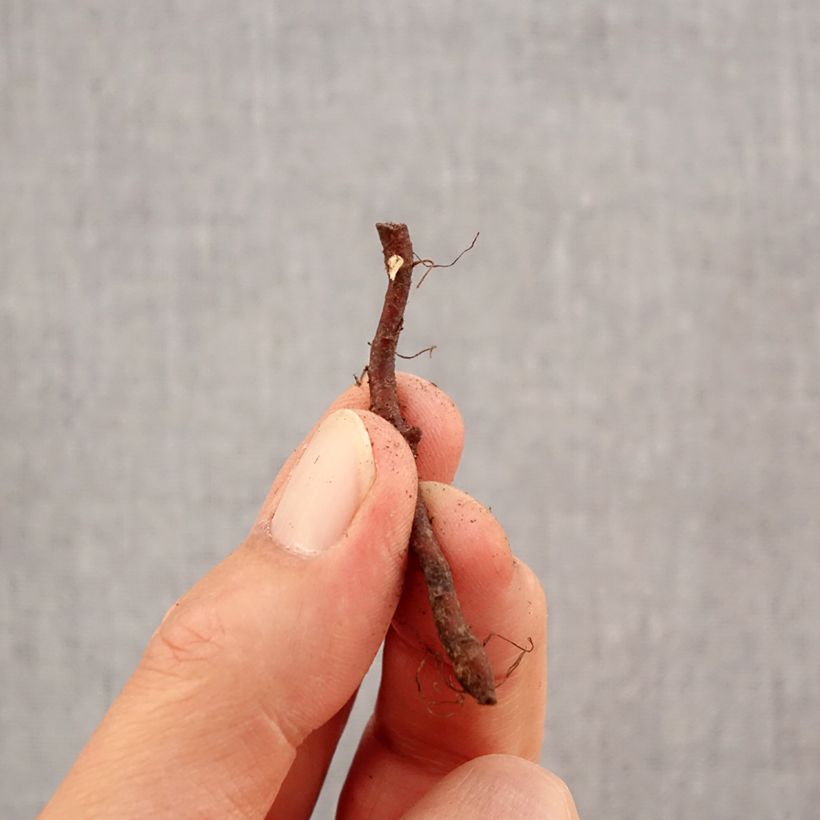 Example of Anemone nemorosa Westwell Pink - Anémone des bois Bulbe calibre I as you get in automne