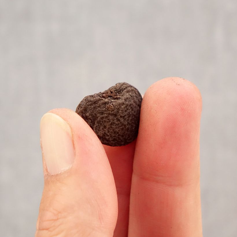 Example of Anemones blanda en mélange - Anémones de Grèce Bulbe calibre 5+ as you get in automne