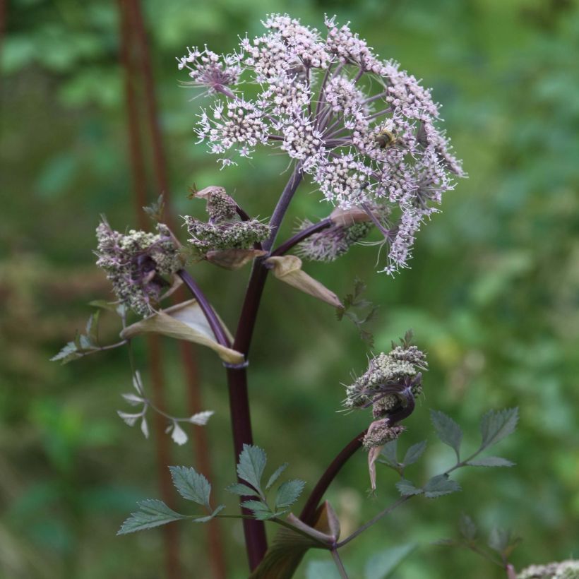 Angelica sylvestris Vicar's Mead - Angélique (Flowering)