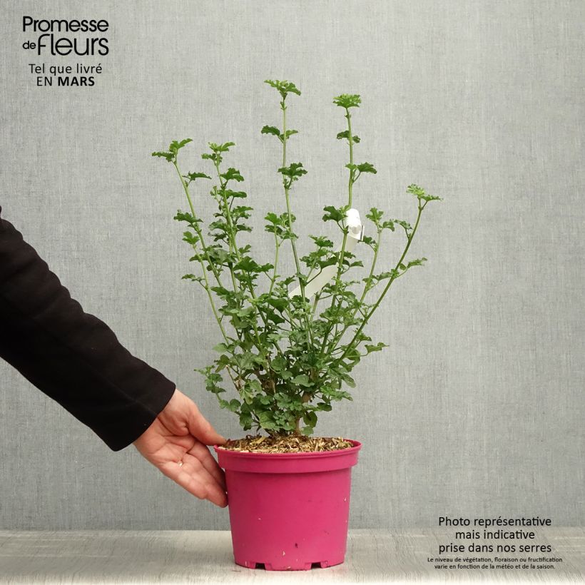 Spécimen de Anisodontea Cristal rose - Mauve arbustive du Cap Pot de 3L/4L tel que livré au printemps