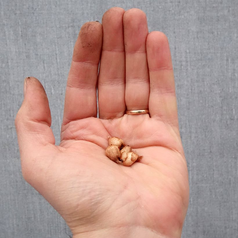 Spécimen de Anomatheca laxa - Freesia ou Lapeirousia Bulbe calibre I tel que livré au printemps