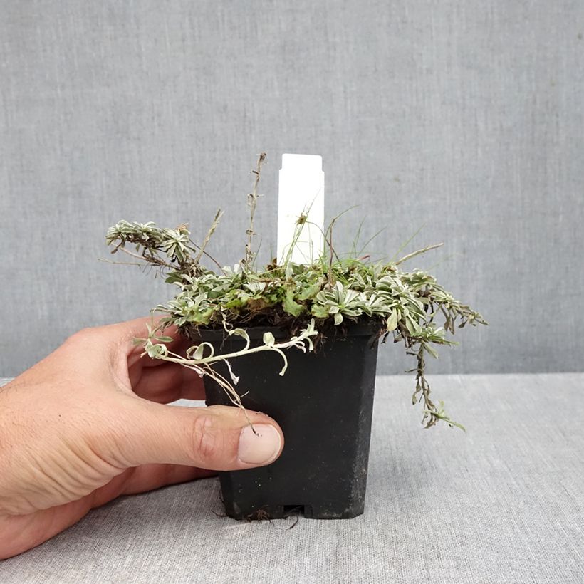 Spécimen de Antennaria dioica Borealis - Pied de Cha Godet de 8/9 cm tel que livré en automne