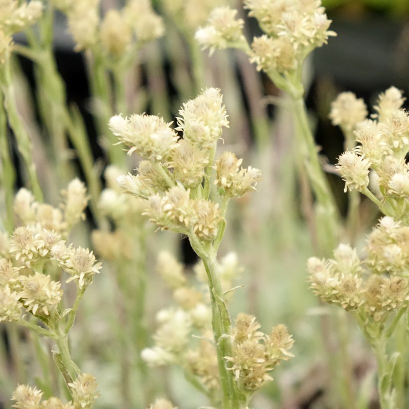 Antennaria dioica Borealis - Pied de Cha (Flowering)
