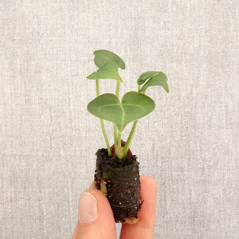 Spécimen de Anthurium clarinervium Mini-plante tel que livré au printemps