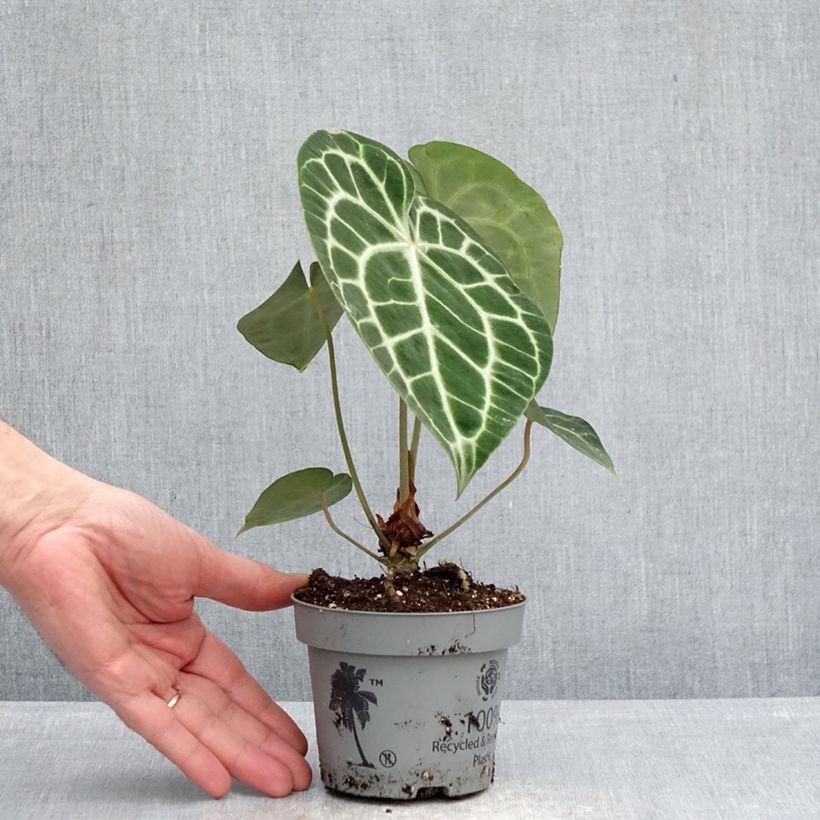 Spécimen de Anthurium clarinervium Pot de 12 cm / 13 cm tel que livré au printemps