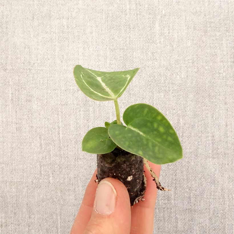 Spécimen de Anthurium crystallinum Mini-plante tel que livré au printemps