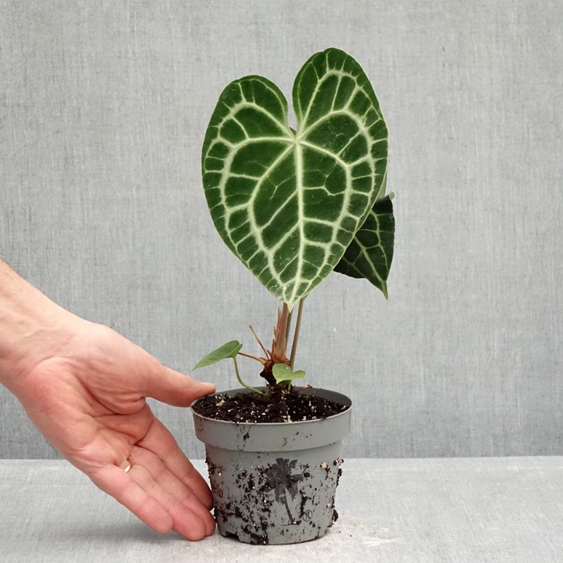 Spécimen de Anthurium crystallinum Pot de 12 cm / 13 cm tel que livré au printemps