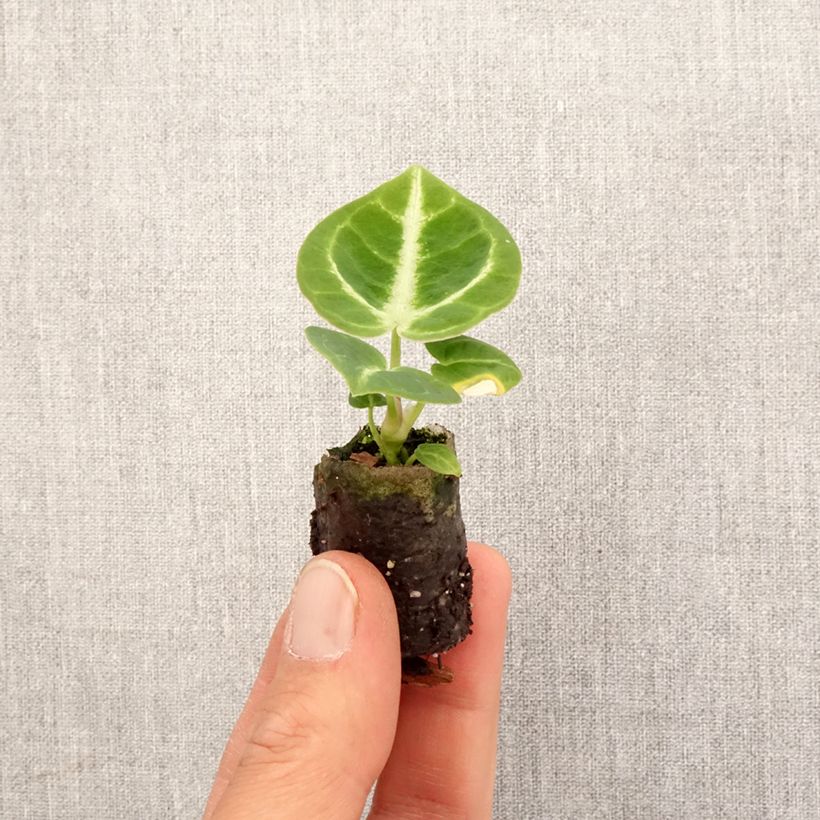Example of Anthurium Dorayaki Mini-plante as you get in printemps