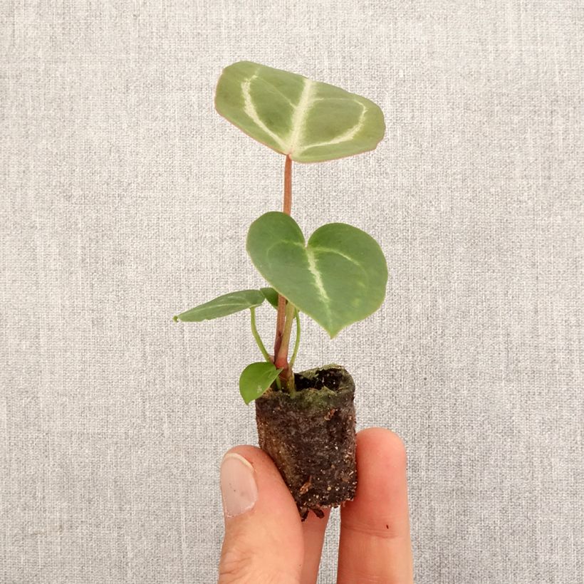 Spécimen de Anthurium Dorayaki x magnificum Mini-plante tel que livré au printemps