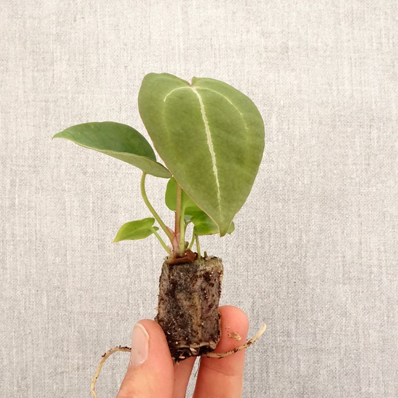 Example of Anthurium forgetii Mini-plante as you get in printemps