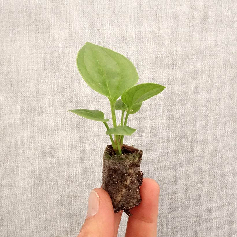 Example of Anthurium jenmanii Green Jady Mini-plante as you get in printemps