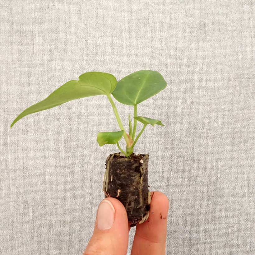 Example of Anthurium magnificum Mini-plante as you get in printemps