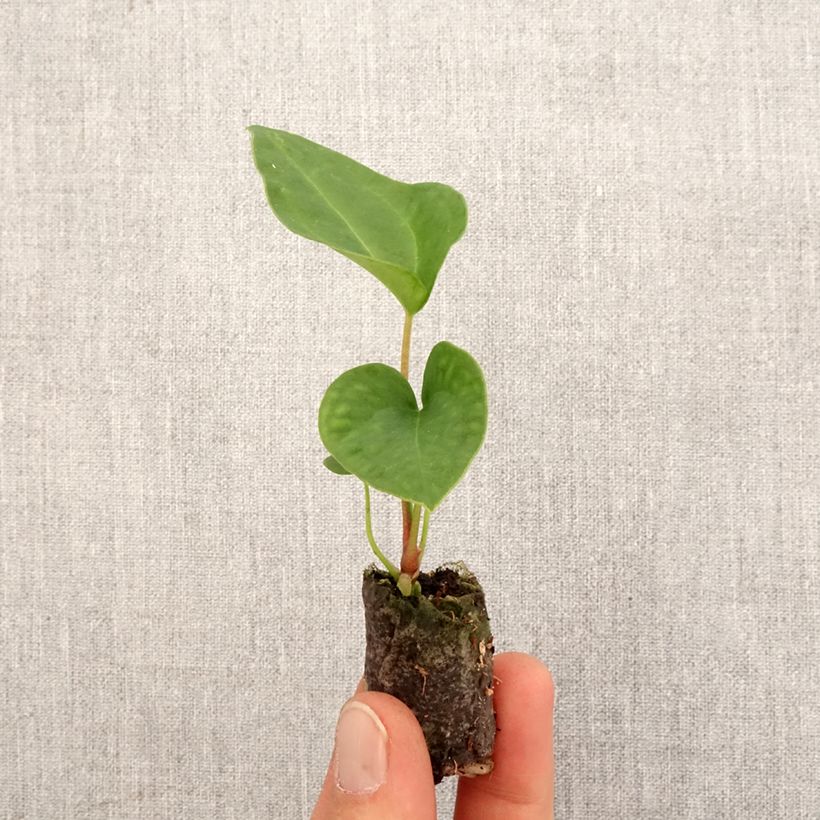 Spécimen de Anthurium magnificum x Dark Phoenix Mini-plante tel que livré au printemps