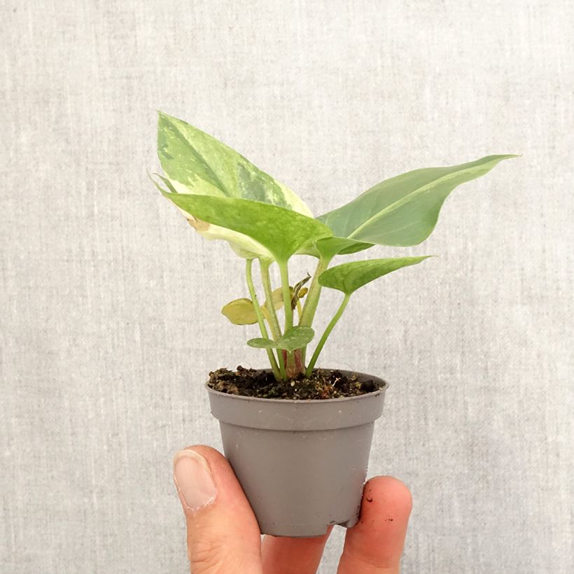 Spécimen de Anthurium Renaissance Variegata Mini-plante tel que livré au printemps