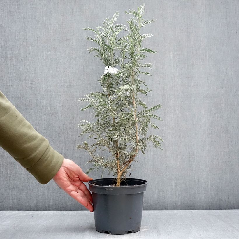 Spécimen de Anthyllis barba-jovis - Anthyllide Barbe de Jupiter Pot de 4L/5L tel que livré en hiver