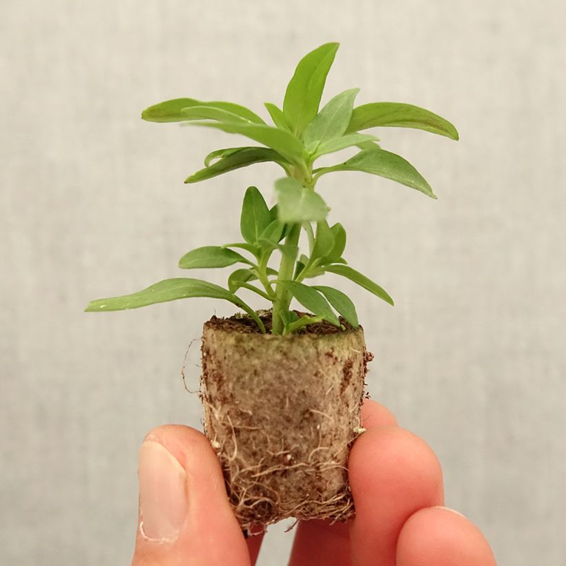 Spécimen de Antirrhinum Dazzling Lips Pink - Muflier Mini-motte Ø 3/4 cm tel que livré au printemps