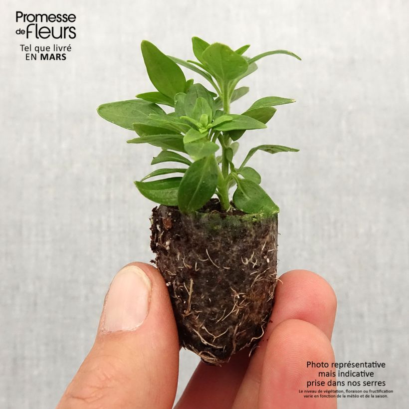 Example of Antirrhinum Dazzling Lips Yellow Eye - Muflier Mini-motte Ø 3/4 cm as you get in printemps