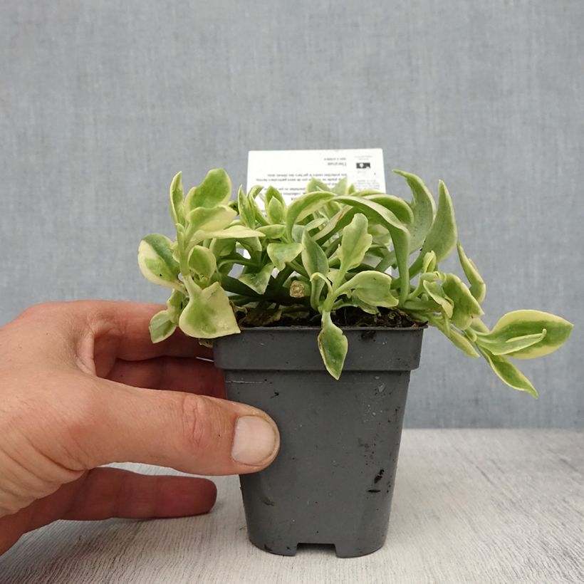 Spécimen de Aptenia cordifolia Variegata - Ficoide à feuilles en coeur Godet de 8/9 cm tel que livré au printemps