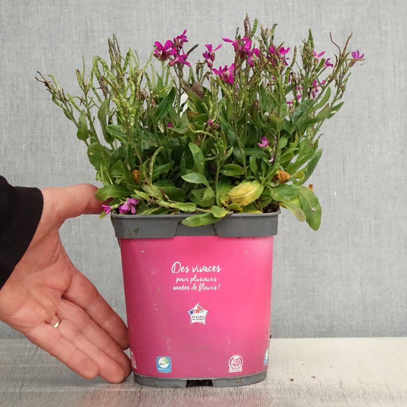 Example of Arabis blepharophylla Pot de 2L/3L as you get in printemps