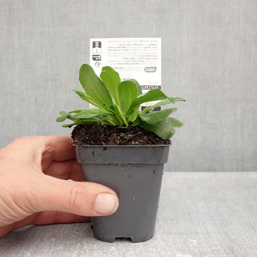 Spécimen de Arabis blepharophylla Rose Delight - Arabette de Californie Godet de 7/8 cm tel que livré en automne