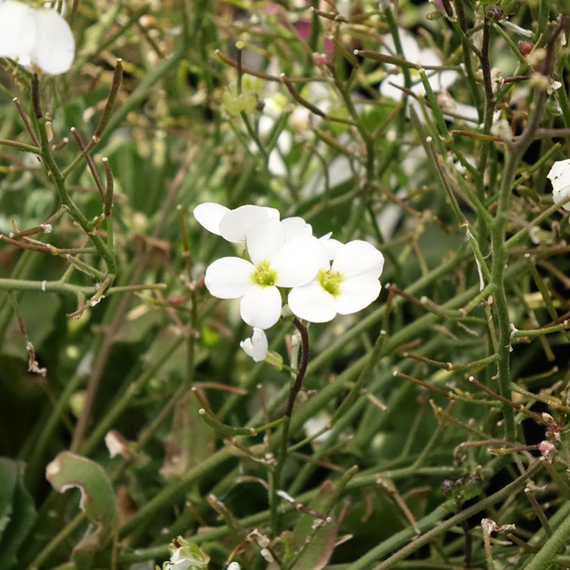 Arabis caucasica Alabaster (Flowering)