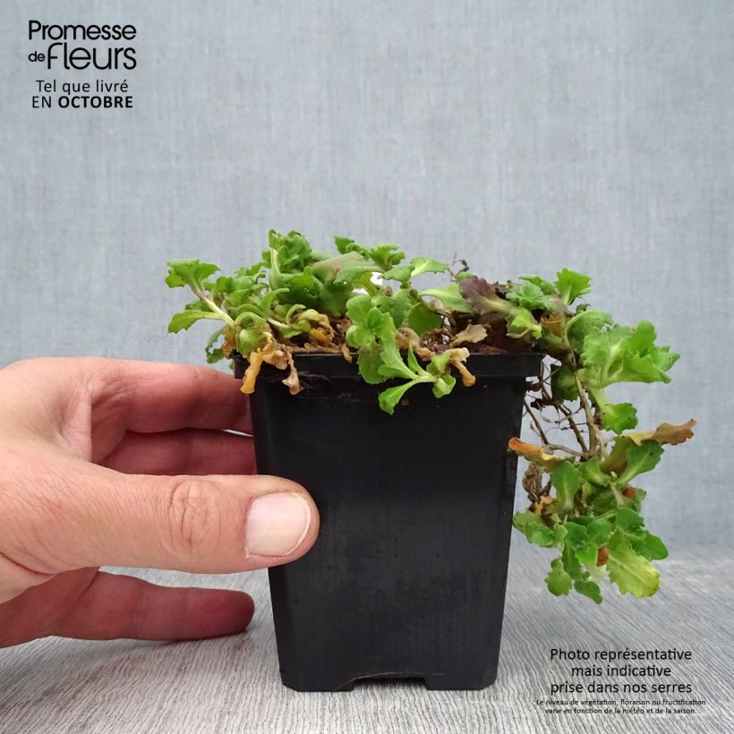 Spécimen de Arabis caucasica Aubris Deep Rose - Arabette du Caucase Godet de 8/9 cm tel que livré au printemps