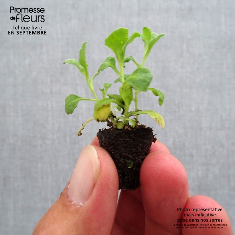 Spécimen de Arabis caucasica Aubris Deep Rose - Arabette du Caucase Mini-motte Ø 1,5/2,5 cm tel que livré en automne