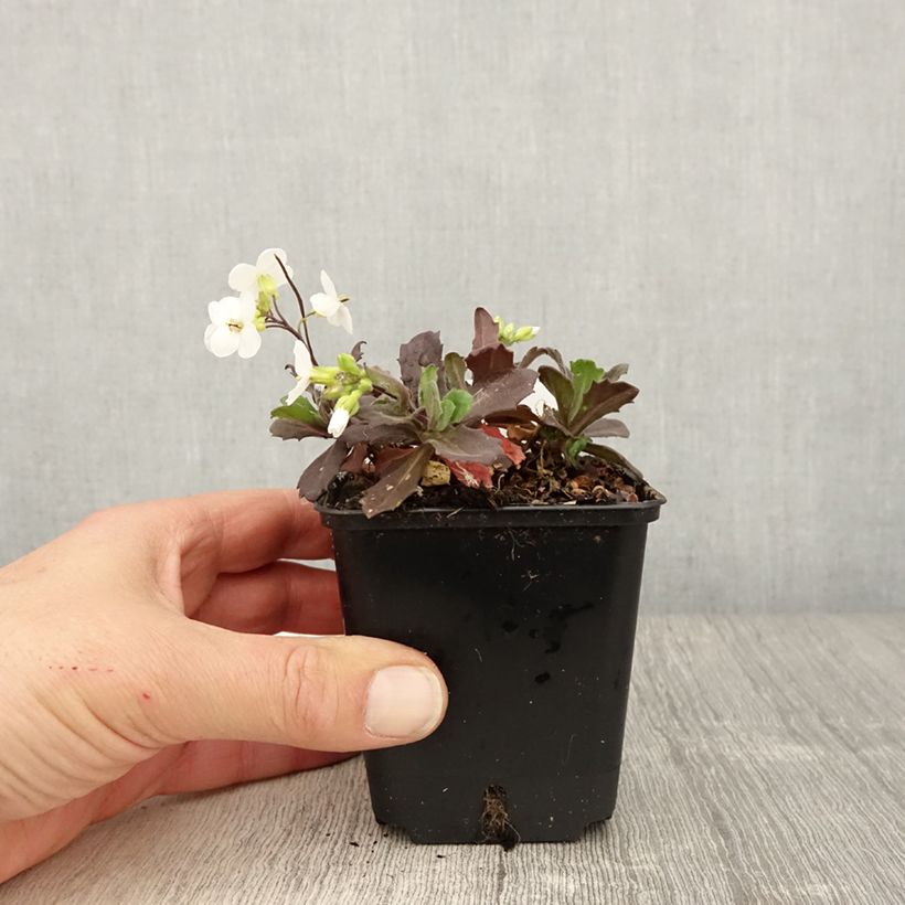 Example of Arabis caucasica Snowball - Corbeille d'argent Godet de 8/9 cm as you get in printemps
