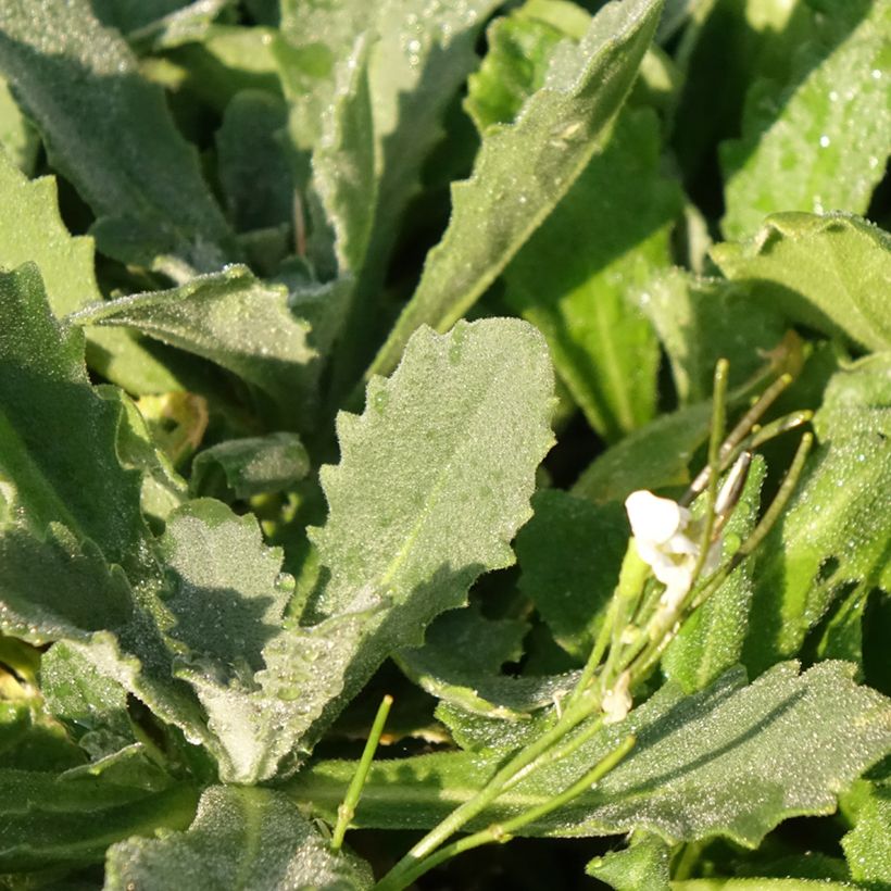 Arabis caucasica Snowcap (Schneehaube) (Feuillage)