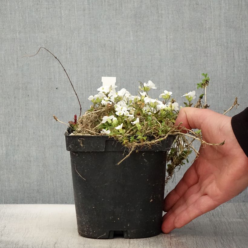 Spécimen de Arabis caucasica Snowcap (Schneehaube) Pot de 2L/3L tel que livré au printemps