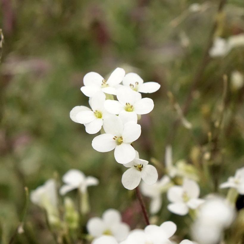 Arabis caucasica Variegata (Floraison)