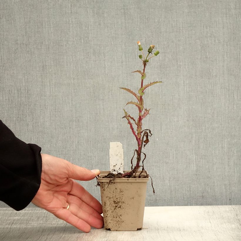 Spécimen de Arabis procurrens Neuschnee - Corbeille d'argent Godet de 8/9 cm tel que livré en automne