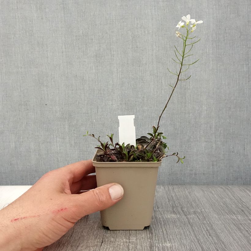Spécimen de Arabis suendermannii - Corbeille d'argent Godet de 8/9 cm tel que livré au printemps