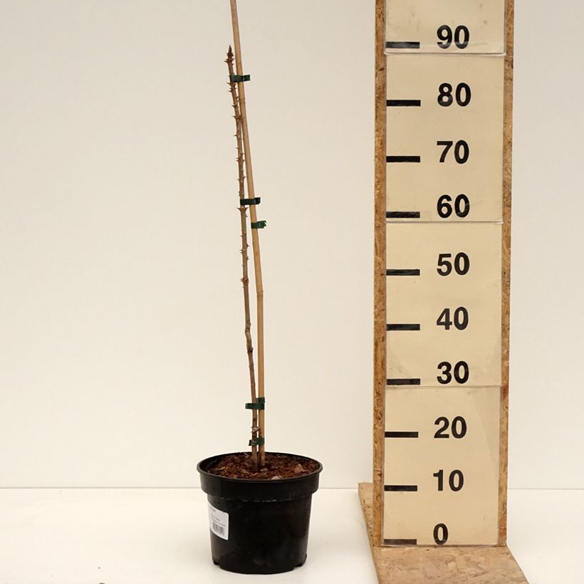 Spécimen de Aralia elata - Angélique en arbre du Japon Pot de 3L/4L tel que livré au printemps