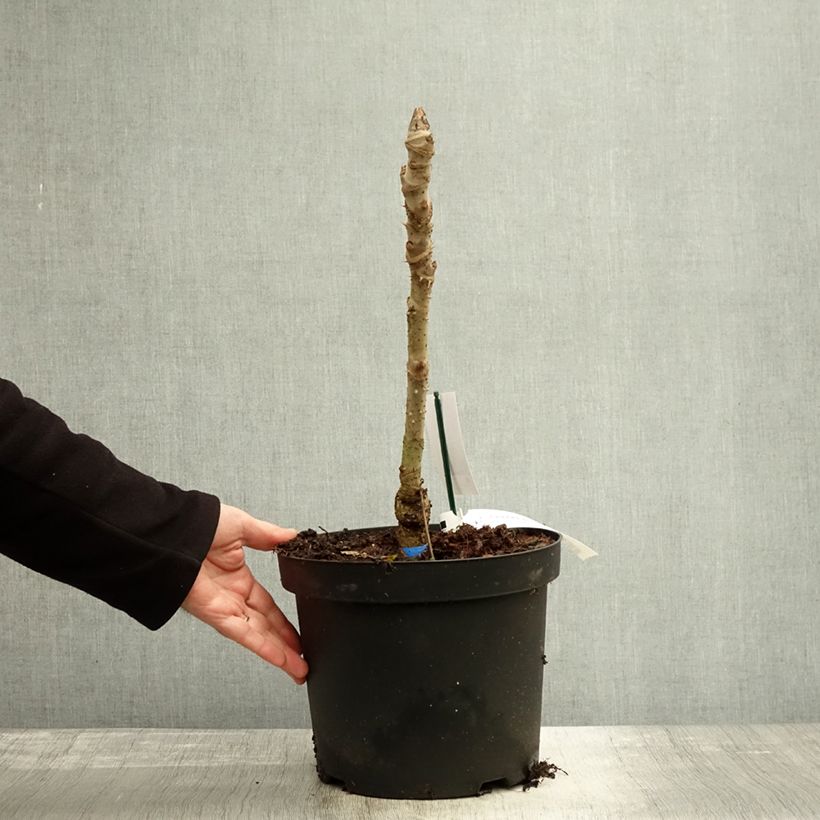 Spécimen de Aralia elata Silver Umbrella - Angélique en arbre Pot de 7,5L/10L tel que livré en automne