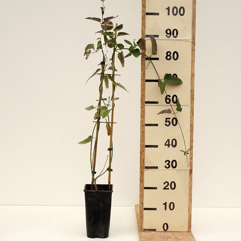 Example of Araujia sericifera Pink - Plante cruelle Pot de 2L/3L as you get in printemps