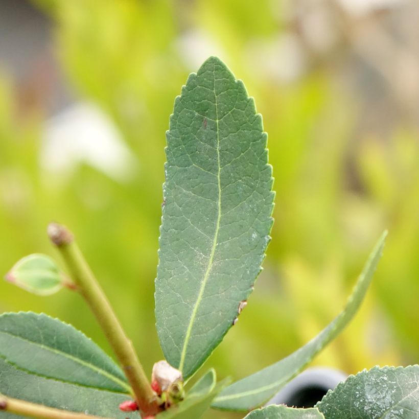 Arbousier Pink Giant 'Nevez' (Atlantic Rose) - Arbutus unedo (Feuillage)