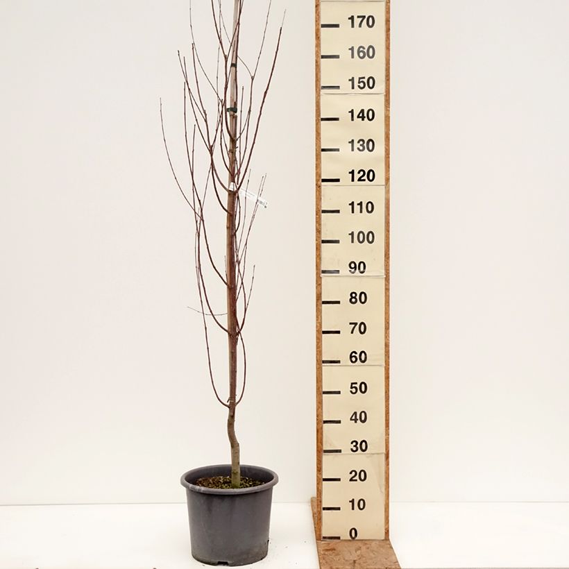 Spécimen de Arbre à caramel - Cercidiphyllum japonicum Chameleon Pot de 12L/15L, Baliveau tel que livré en hiver