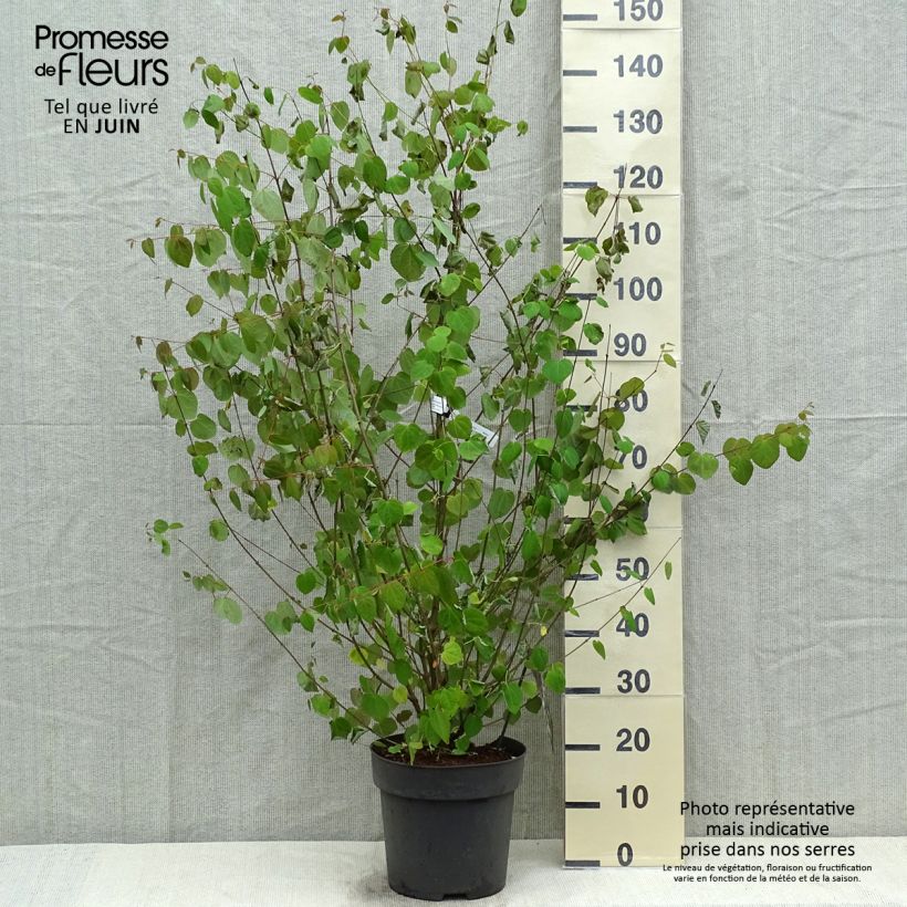 Example of Arbre à caramel - Cercidiphyllum japonicum Pot de 7,5L/10L as you get in printemps